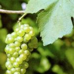 Pinot bijeli, rinfuza
