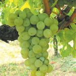 Sauvignon, rinfuza